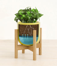 Load image into Gallery viewer, Key Lime Yellow stand:bamboo
