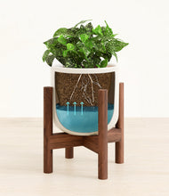 Load image into Gallery viewer, Cotton White stand:walnut