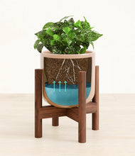 Load image into Gallery viewer, Glossy Pink stand:walnut