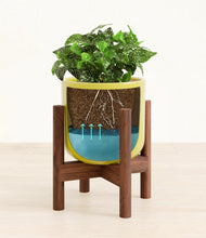 Load image into Gallery viewer, Key Lime Yellow stand:walnut