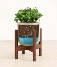 Load image into Gallery viewer, Sage Green stand:walnut