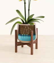 Load image into Gallery viewer, Eternal Gray stand:walnut