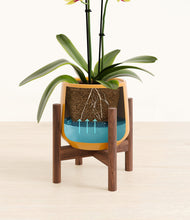 Load image into Gallery viewer, Mustard stand:walnut