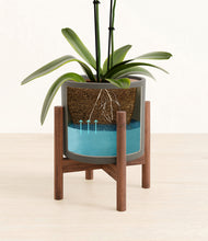 Load image into Gallery viewer, Dark Olive stand:walnut