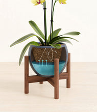 Load image into Gallery viewer, Deep Navy stand:walnut