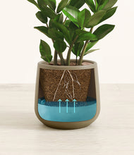 Load image into Gallery viewer, Olive