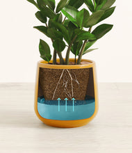 Load image into Gallery viewer, Mustard