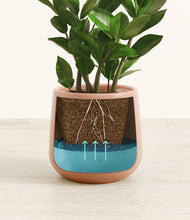 Load image into Gallery viewer, Calm Rose