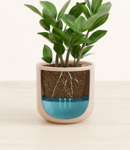 Load image into Gallery viewer, Sandy Pink stand:all