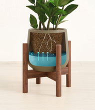 Load image into Gallery viewer, Olive stand:walnut