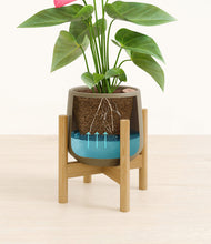 Load image into Gallery viewer, Olive stand:bamboo