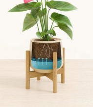 Load image into Gallery viewer, Almond Green stand:bamboo