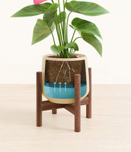 Load image into Gallery viewer, Almond Green stand:walnut