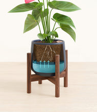 Load image into Gallery viewer, Deep Navy stand:walnut