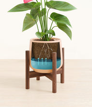 Load image into Gallery viewer, Gentle Pink stand:walnut