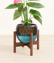 Load image into Gallery viewer, Deep Navy stand:walnut stand:walnut