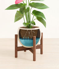 Load image into Gallery viewer, Shiny EggWhite stand:walnut stand:walnut
