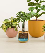 Load image into Gallery viewer, Evening Sky stand:all