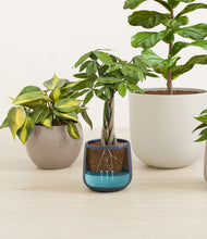 Load image into Gallery viewer, Mountain Top stand:all