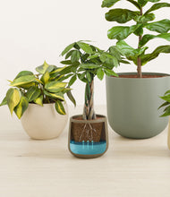 Load image into Gallery viewer, Woodland stand:all