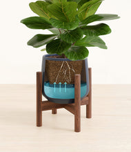 Load image into Gallery viewer, Deep Navy stand:walnut