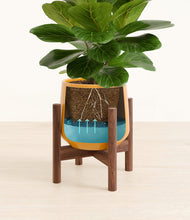 Load image into Gallery viewer, Mustard stand:walnut