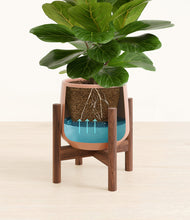 Load image into Gallery viewer, Turquoise stand:walnut