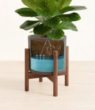 Load image into Gallery viewer, Dark Olive stand:walnut