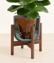 Load image into Gallery viewer, Iron Gray stand:walnut