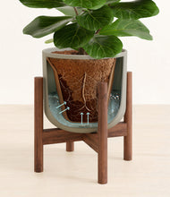 Load image into Gallery viewer, Sage Green stand:walnut