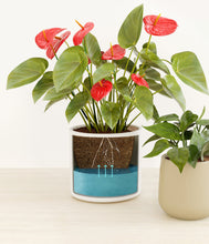 Load image into Gallery viewer, Buttercream