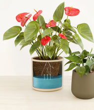 Load image into Gallery viewer, Mountain Ridge