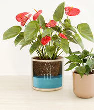 Load image into Gallery viewer, Rose Petal