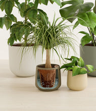 Load image into Gallery viewer, Woodland stand:all