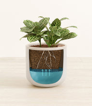 Load image into Gallery viewer, Snowdrift White