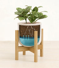 Load image into Gallery viewer, Snowdrift White stand:walnut