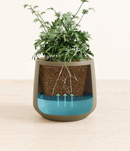 Load image into Gallery viewer, Olive