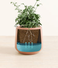 Load image into Gallery viewer, Calm Rose