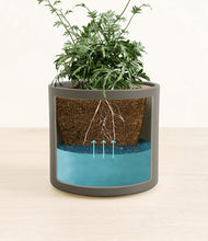 Load image into Gallery viewer, Dark Olive