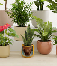 Load image into Gallery viewer, Evening Sky stand:all