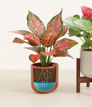 Load image into Gallery viewer, Frosted Rose stand:one_stand