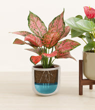 Load image into Gallery viewer, Verdant Ivory stand:one_stand