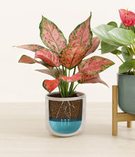 Load image into Gallery viewer, Crystal Mirage stand:one_stand