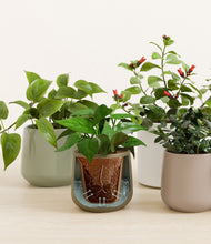 Load image into Gallery viewer, Earthy stand:all