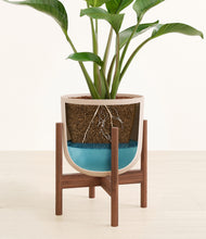 Load image into Gallery viewer, Sandy Pink stand:walnut