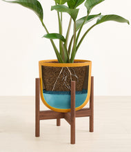 Load image into Gallery viewer, Sunset Orange stand:walnut