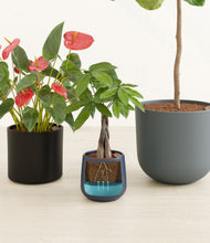 Load image into Gallery viewer, Charcoal stand:all