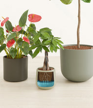 Load image into Gallery viewer, Countryside stand:all