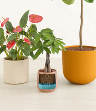 Load image into Gallery viewer, Evening Sky stand:all