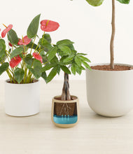 Load image into Gallery viewer, Misty Morning stand:all